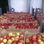 яблоки оптом напрямую от производителя в Москве и Московской области