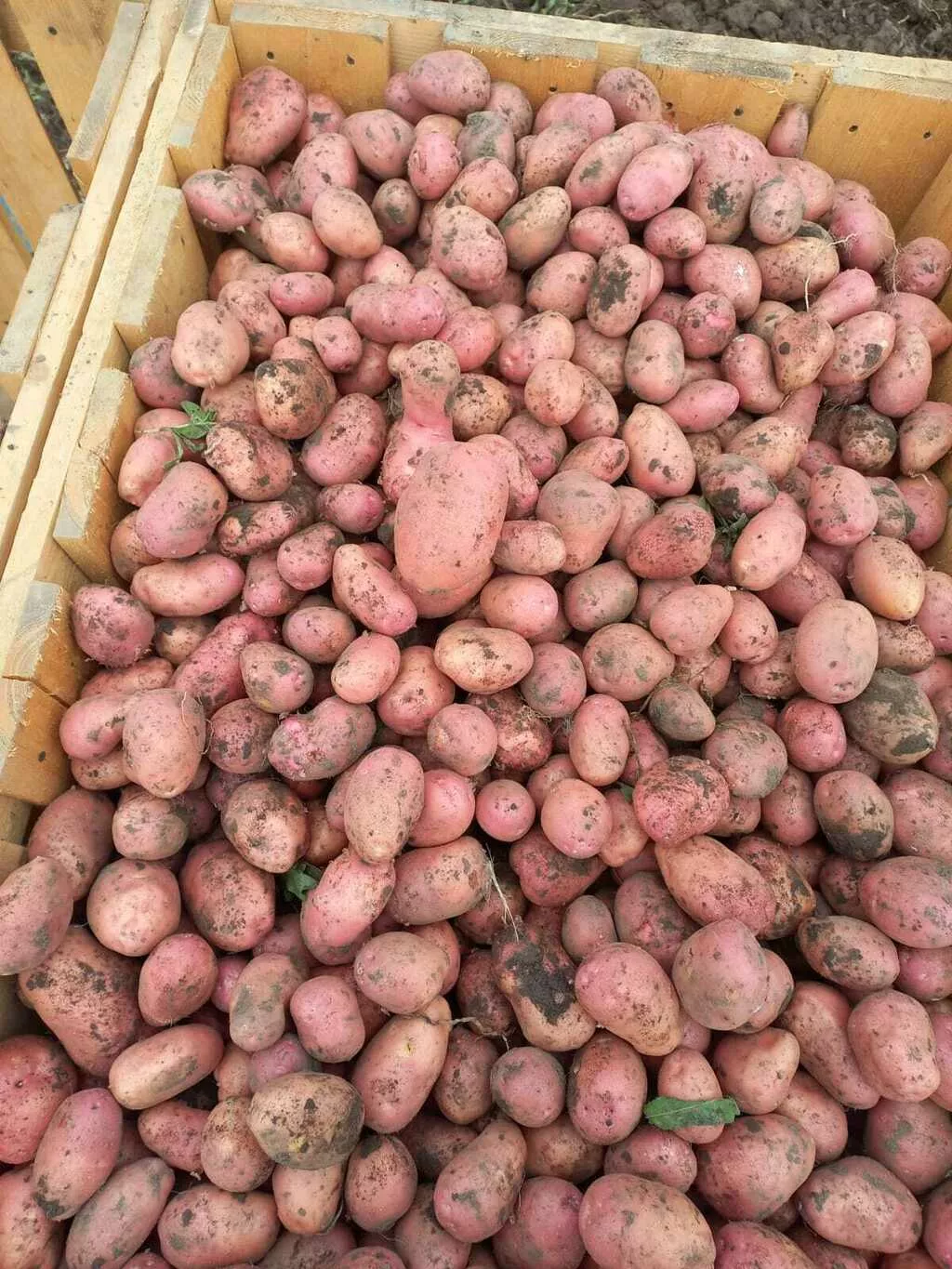 картофель семенной в Ступине