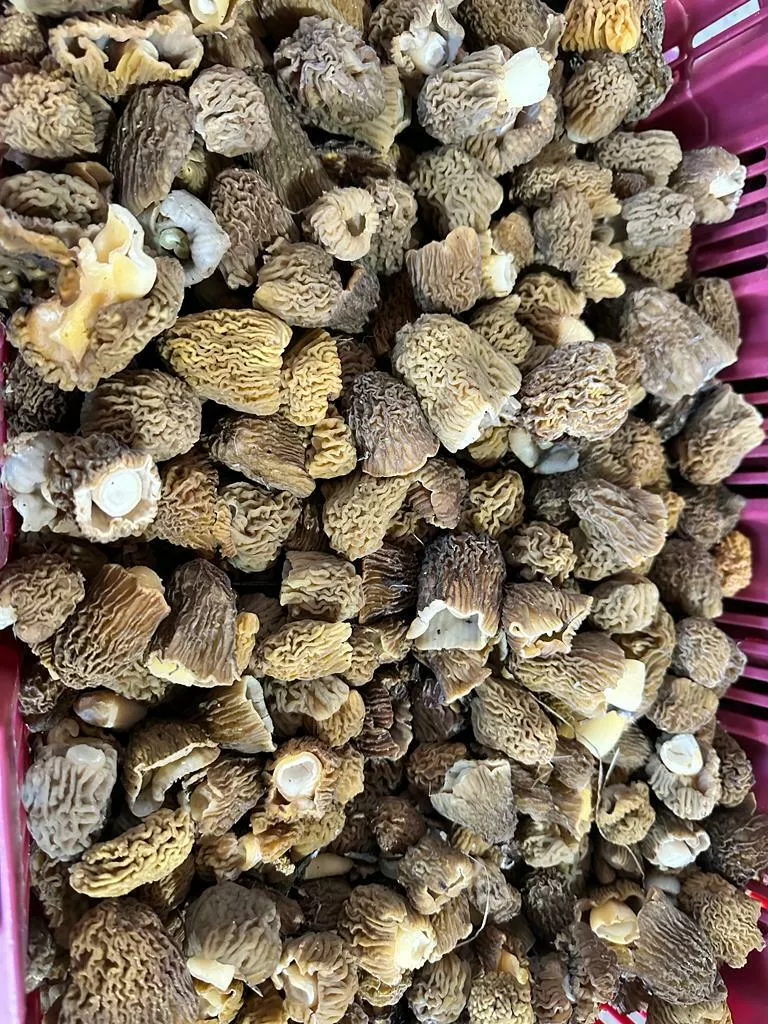 купим грибы сморчки свежие  в Видном 3