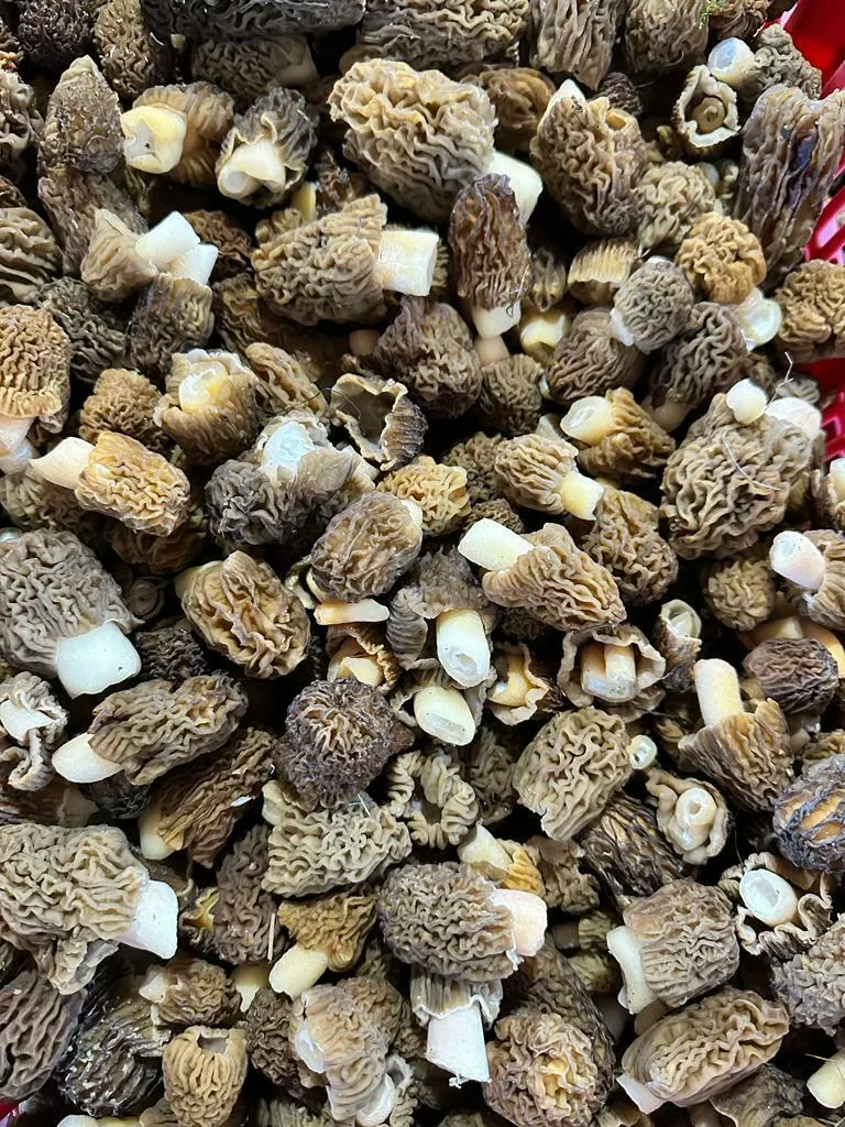 купим грибы сморчки свежие  в Видном