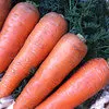 семена моркови Шантенэ 2461 СеДеК в Домодедово