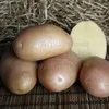 семенной картофель АЖУР от СеДеК в Домодедово