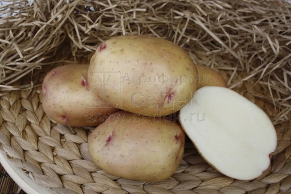семенной картофель Жуковский Ранний  в Домодедово