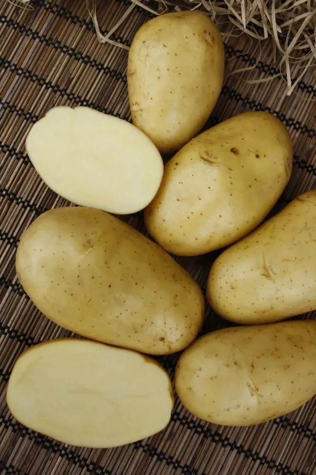 фотография продукта Семенной картофель Колетте от Седек
