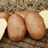 семенной картофель КРАСА от СеДеК в Домодедово