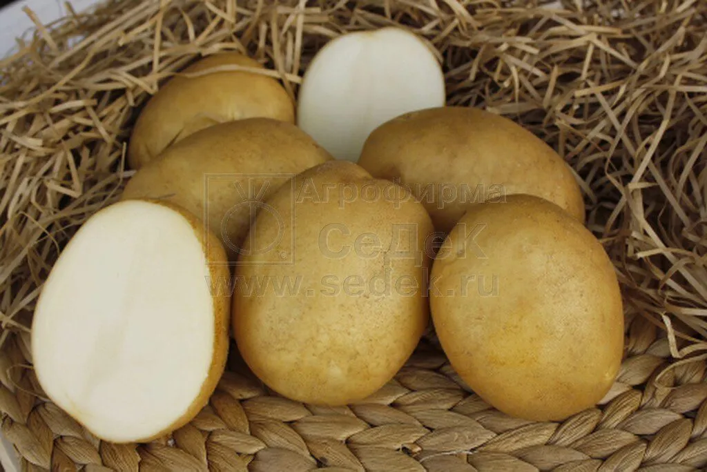 фотография продукта Семенной картофель ЛИДЕР  от СеДеК