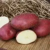 семенной картофель МАЯК от СеДеК в Домодедово