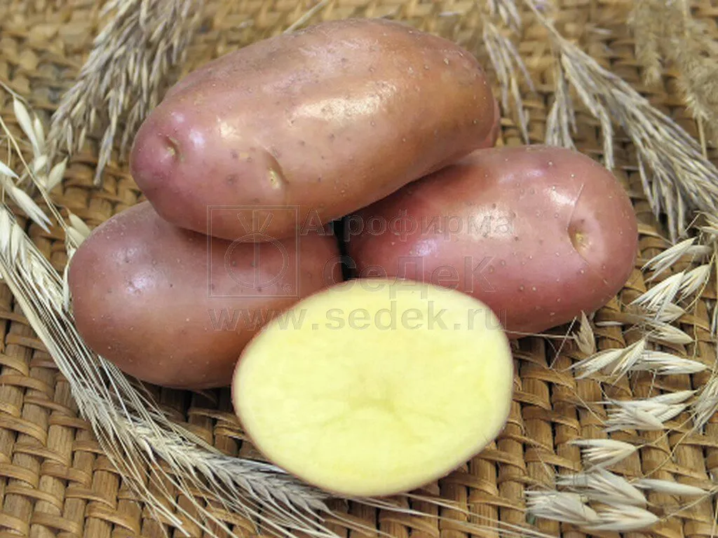 фотография продукта Семенной картофель Ред Скарлетт от Седек