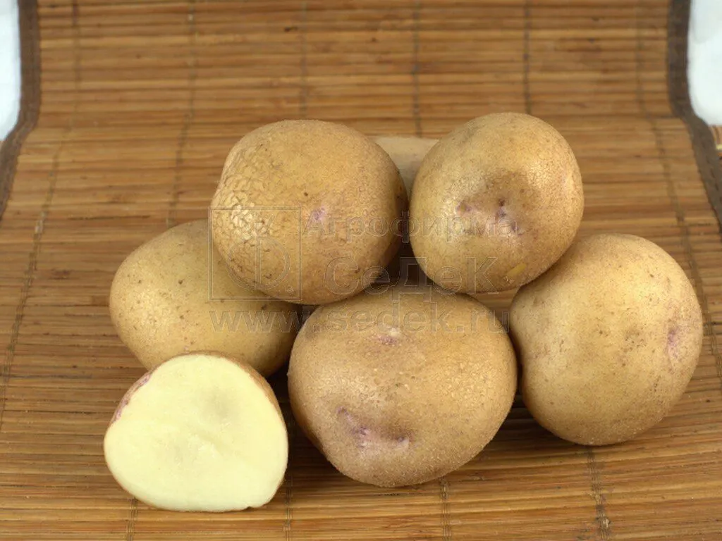 фотография продукта Семенной картофель Синеглазка от Седек