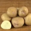 семенной картофель Синеглазка от Седек в Домодедово