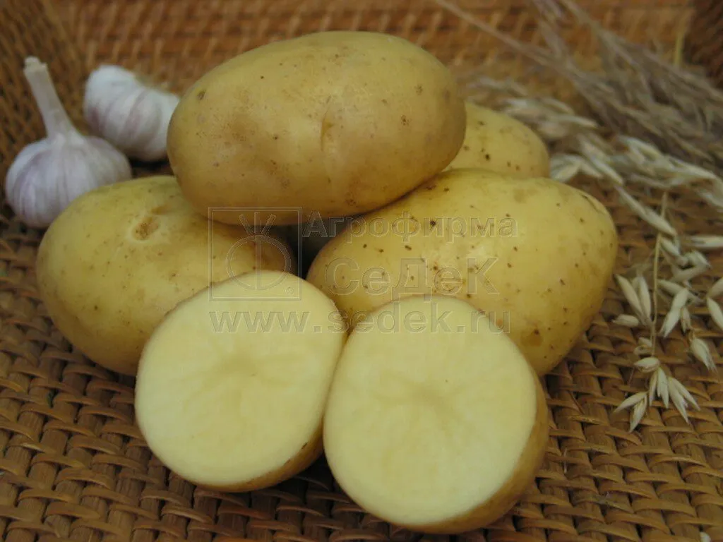 фотография продукта Семенной картофель ТРИУМФ от СеДеК