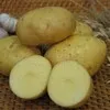 семенной картофель ТРИУМФ от СеДеК в Домодедово