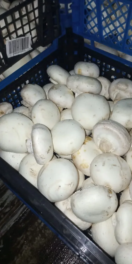 продаю грибы шампиньоны в Павловском Посаде 2