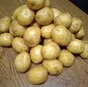 картофель сорта Гала  в Коломне 4