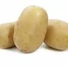 семенной картофель сорт Вега в Талдоме 3