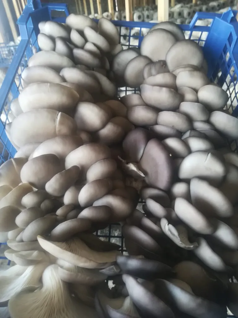  Вешенки грибы оптом в Дубне