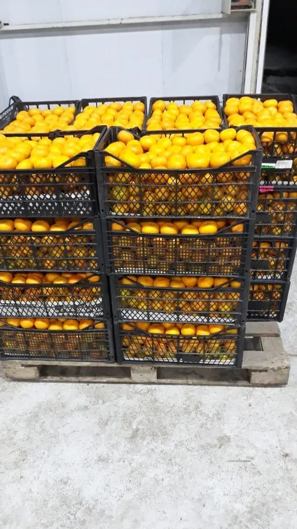 мандарины Абхазкие  в Орехово-Зуево 2